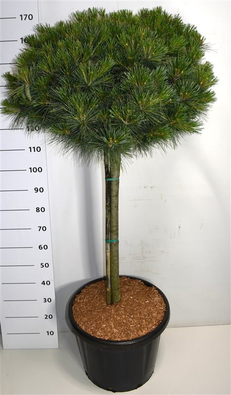 Picea sitchensis 'Nana' - 80 CM Stem C40